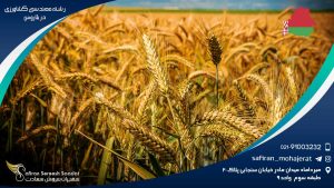 رشته مهندسی کشاورزی در بلاروس