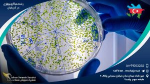 رشته میکروبیولوژی در آذربایجان