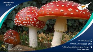 رشته سم شناسی در قبرس