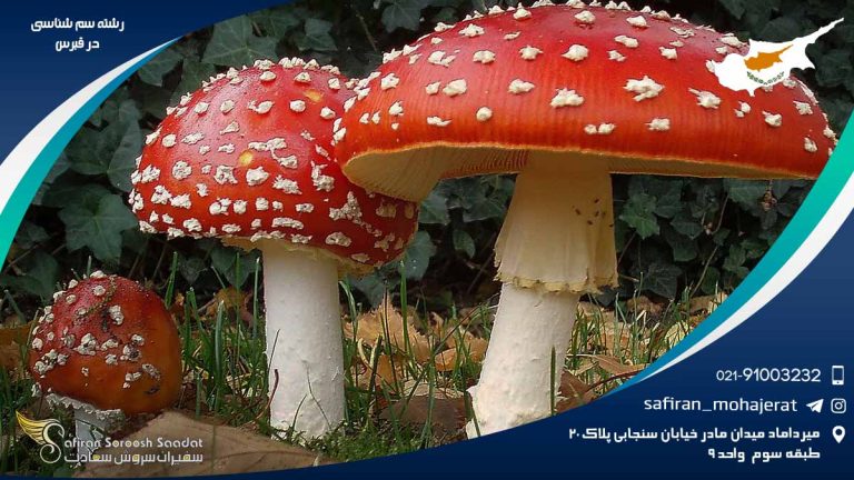 رشته سم شناسی در قبرس