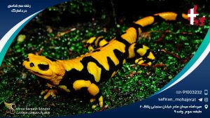 رشته سم شناسی در دانمارک