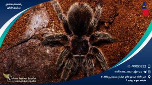 رشته سم شناسی در لیختن اشتاین