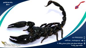 رشته سم شناسی در نروژ