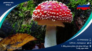 رشته سم شناسی در روسیه