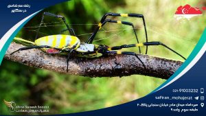 رشته سم شناسی در سنگاپور