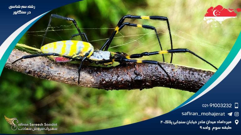 رشته سم شناسی در سنگاپور