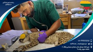 رشته دامپزشکی در لیتوانی