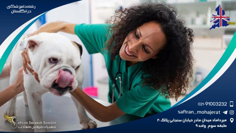 رشته دامپزشکی در انگلستان