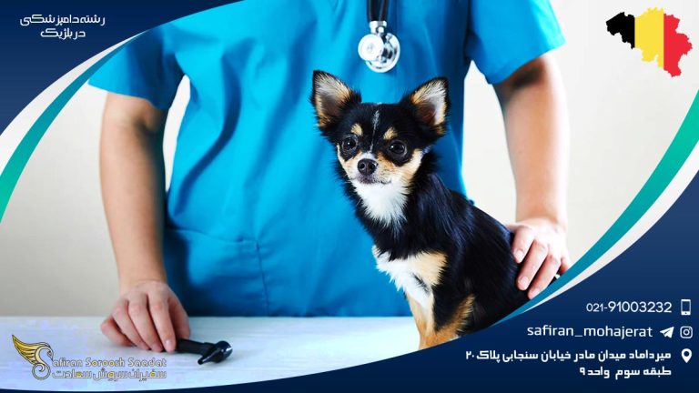رشته دامپزشکی در بلژیک