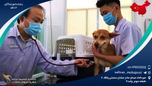 رشته دامپزشکی در چین