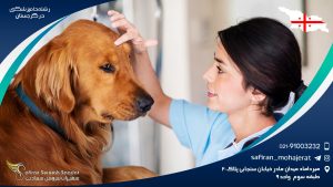 رشته دامپزشکی در گرجستان