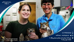 رشته دامپزشکی در نیوزلند