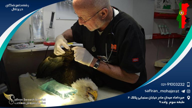 رشته دامپزشکی در پرتغال