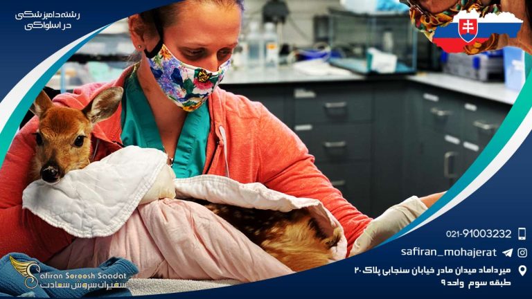 رشته دامپزشکی در اسلواکی