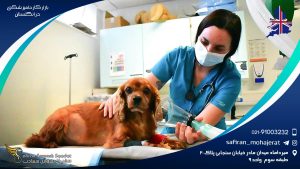 بازار کار دامپزشکی در انگلستان