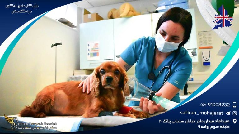بازار کار دامپزشکی در انگلستان